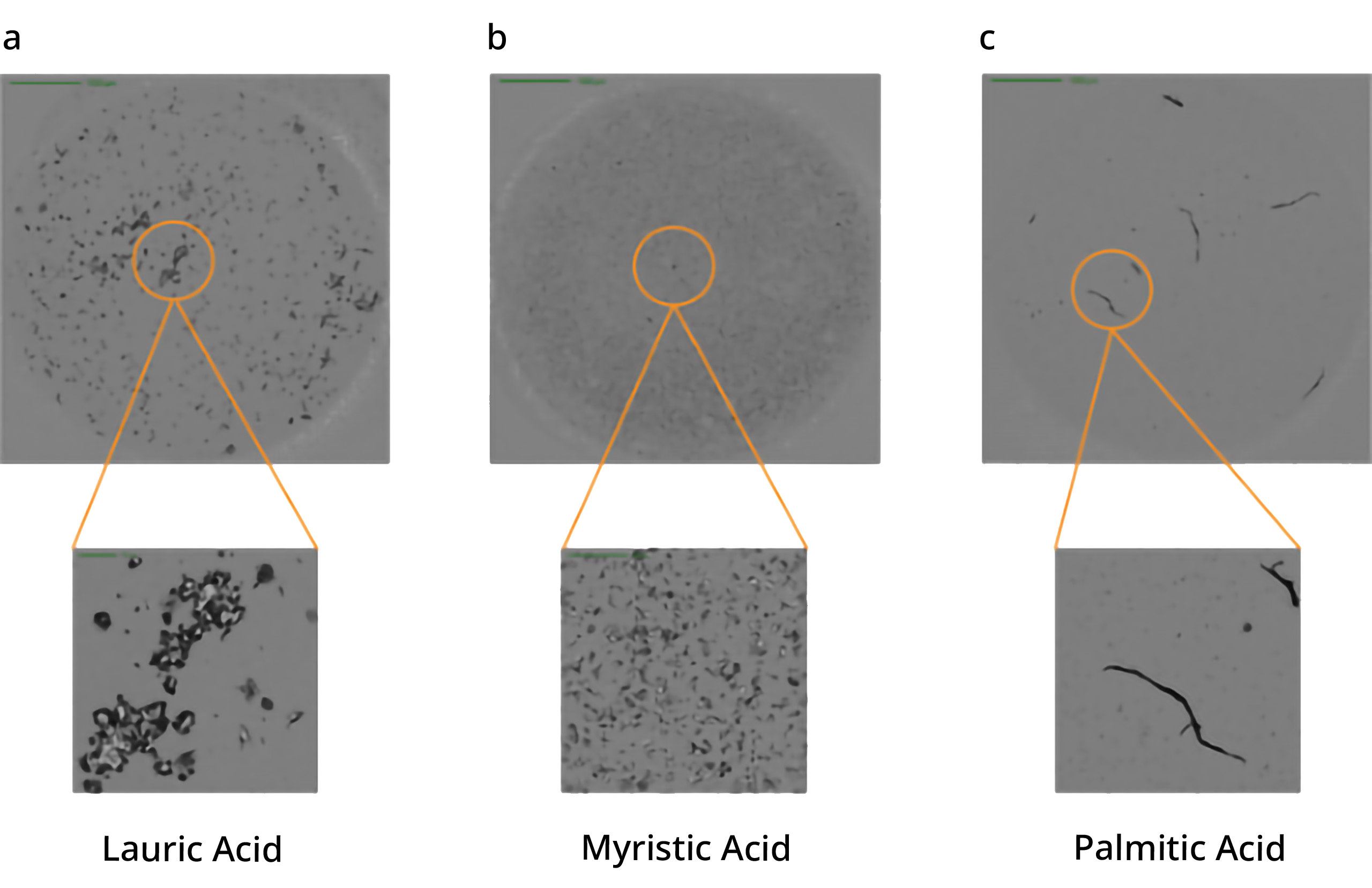 Visualization of fatty acids using the Aura PTx