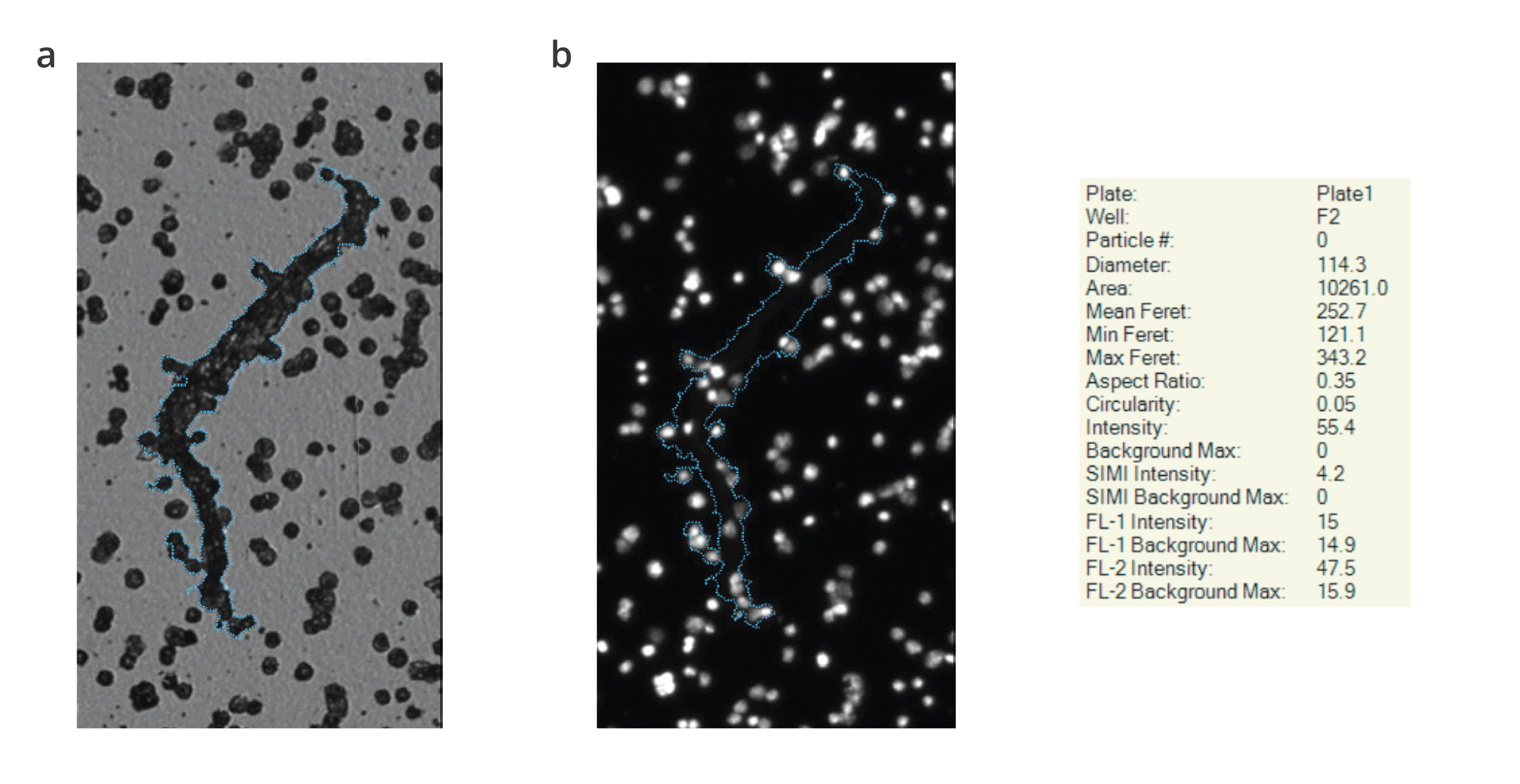 Cells were successfully distinguished from a non-biological contaminant. Brightfield imaging and Hoechst staining confirmed the presence of both cells and long fibrous extrinsic contaminants.