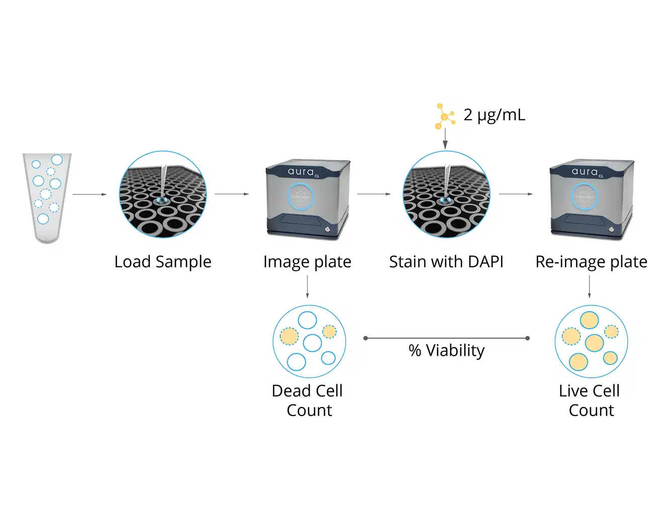 Viable cell identification with the Aura CL