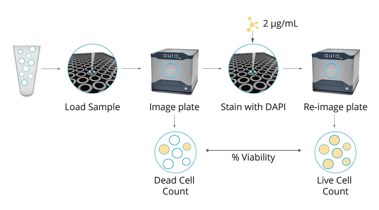 Cell viability workflow on the Aura CL.