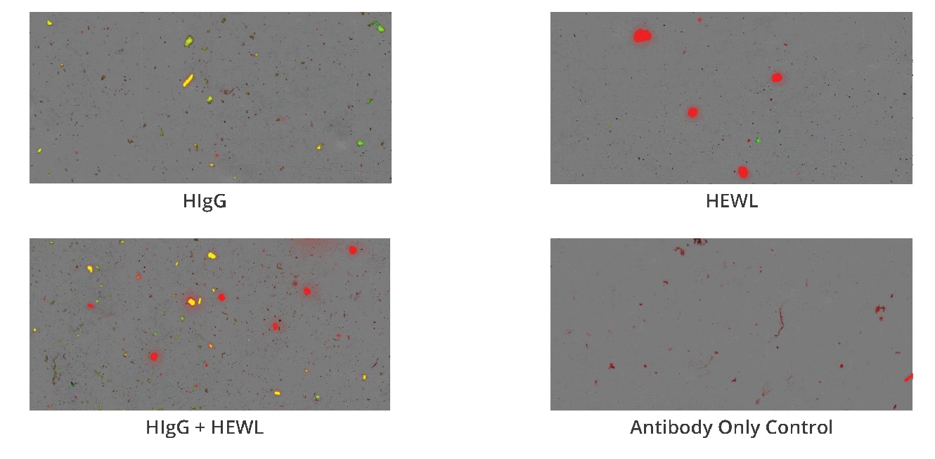 Antibody grid