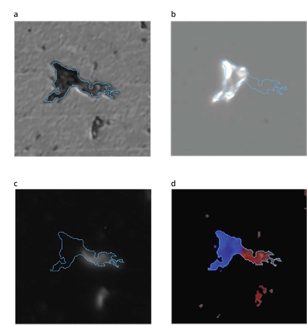 Identify particles with multiple channel outputs in a single image