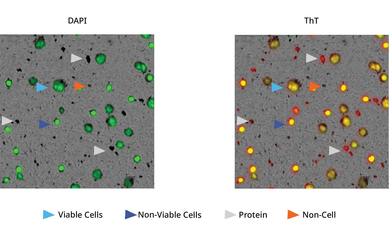Use Thioflavin-T and DAPI stains to distinguish between cellular material and non-cellular particle using the Aura CL.