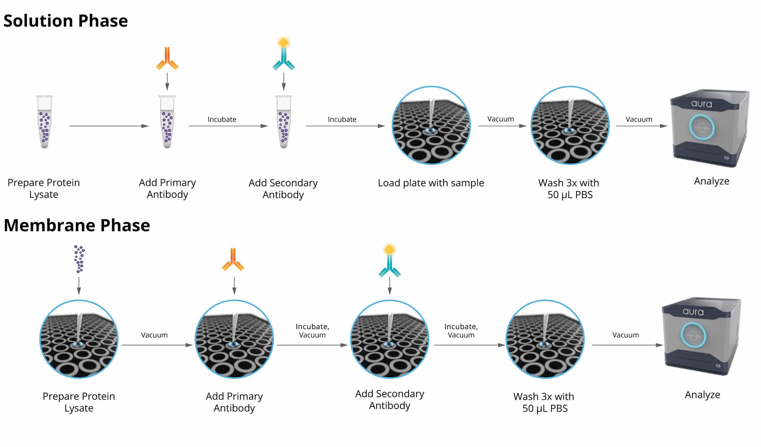 Immunoassay workflows using fluorescent membrane microscopy technology
