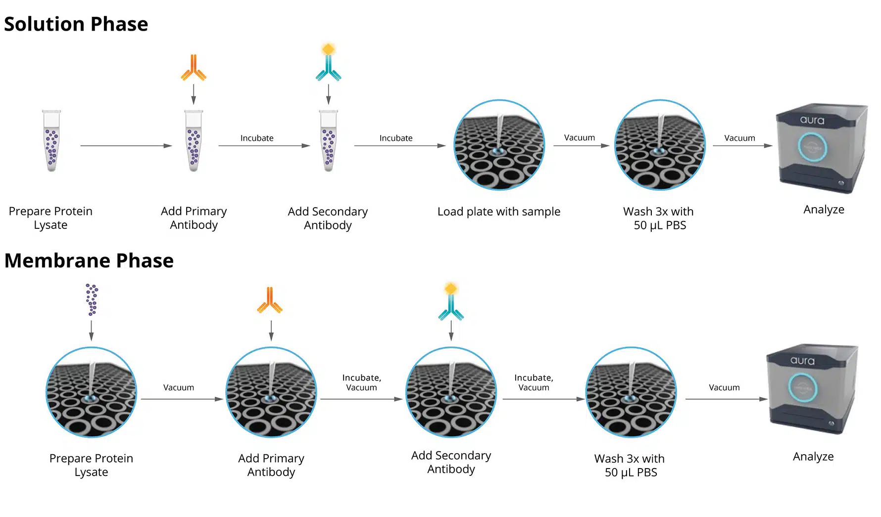 There are two methods for Aura immunoassay. One in which the antibody is applied in solution, the other while the sample is suspended on the membrane.