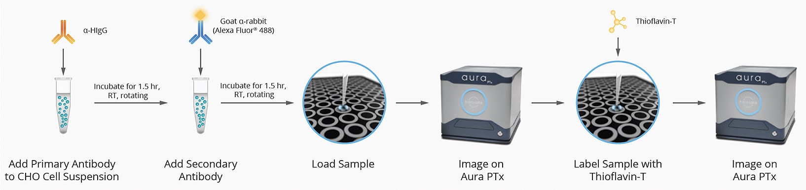 Figure 1: Schematic of the workflow using the Aura immunoassay to assess CHO stability during cell line development.