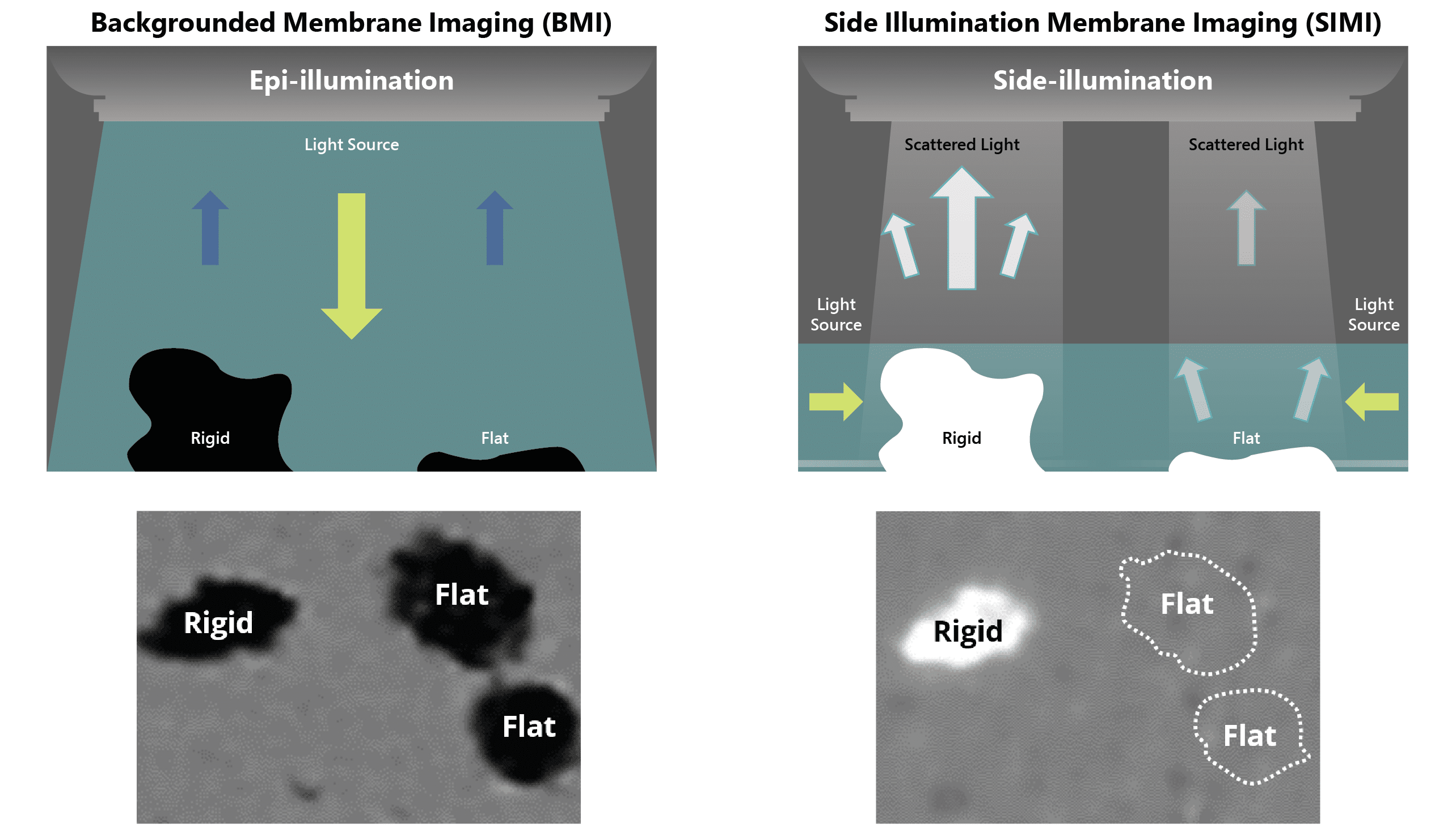 Biological aggregates are mechanically compliant and lay flat on the surface of the membrane (left), whereas extrinsic contaminants protrude, providing greater SIMI signature (right). 
