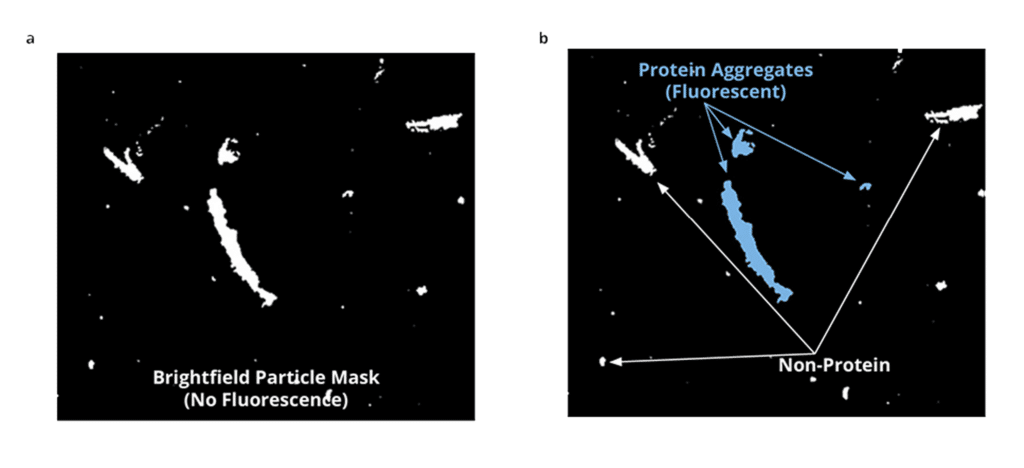 Protein and particle characterization with Backgrounded Membrane Imaging and Fluorescent Membrane Microscopy technologies