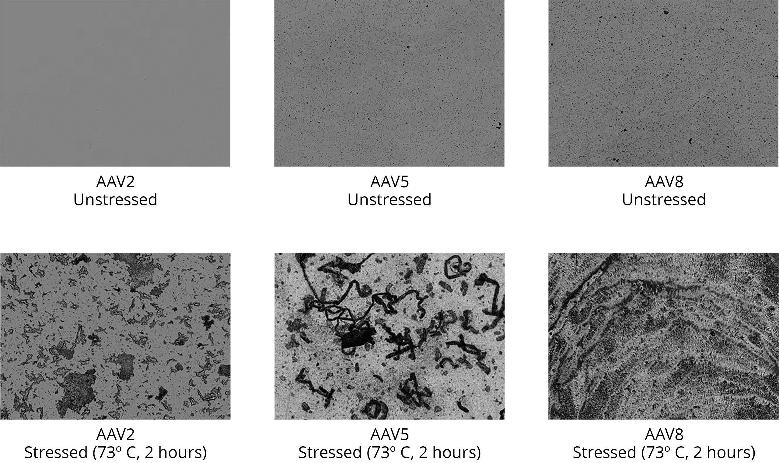 Gene therapy candidate screening is more efficient with the Aura GT.