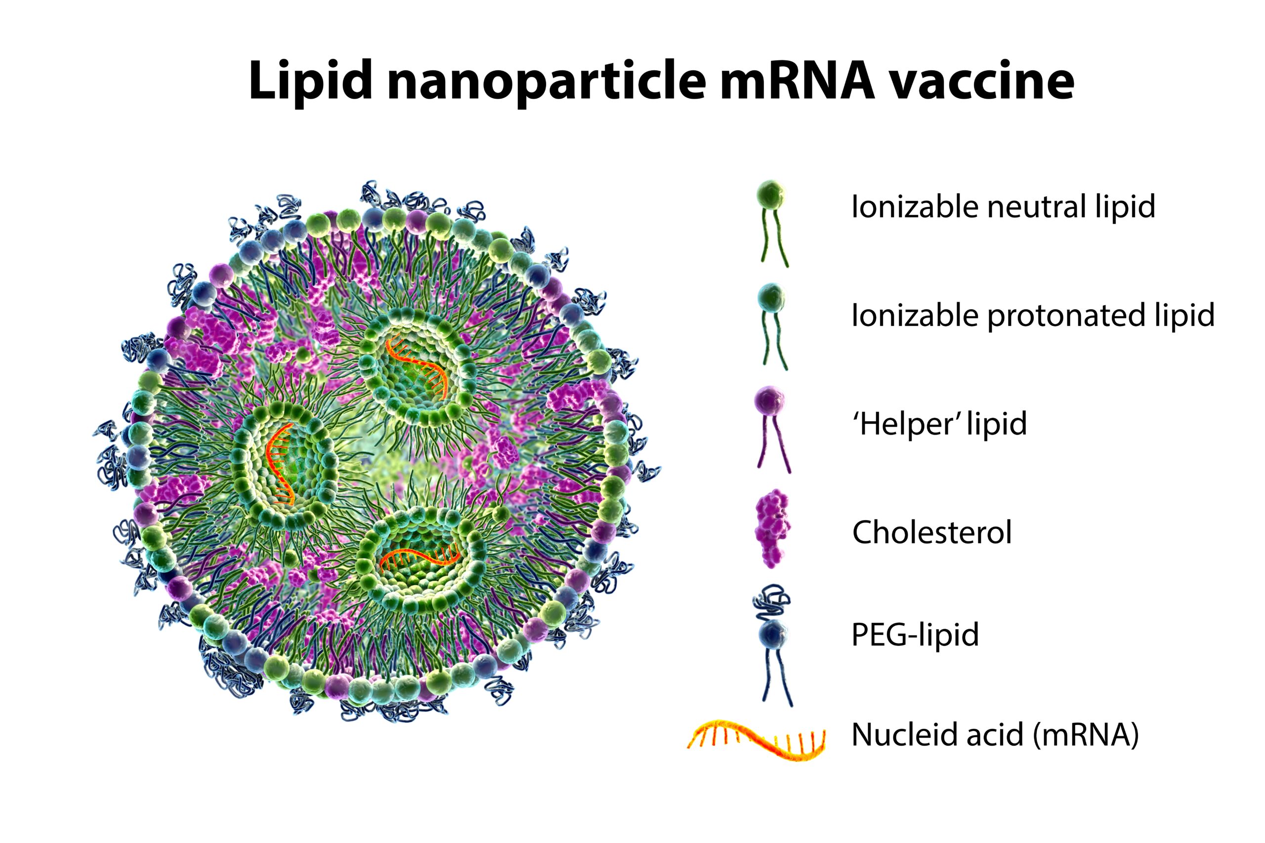 Diagram of lipid nanoparticle mRNA vaccine and its constituents