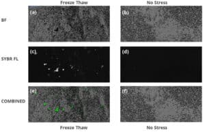 Subvisible particle images of no stress and freeze thawed conditions for Sample A showing the impact of lipid nanoparticle formulation. Blue scale bar is 100 μm long. Freeze thawed condition (a) BMI, (c) SYBR Gold fluorescence, and (e) combined BMI and SYBR Gold images. No stress (b) BMI, (d) SYBR Gold fluorescence, and (f) combined BMI and SYBR Gold fluorescence images.